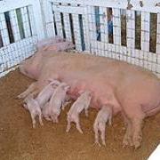 large_Oregon_State_Fair_pigs.jpg